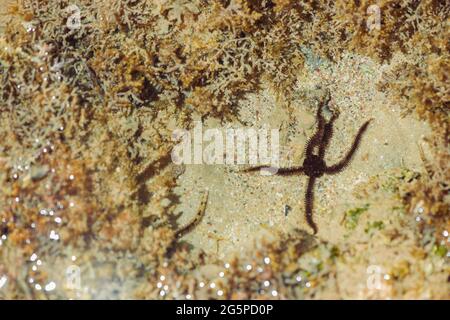 paysage marin à marée basse avec coraux et algues sur pierres Banque D'Images
