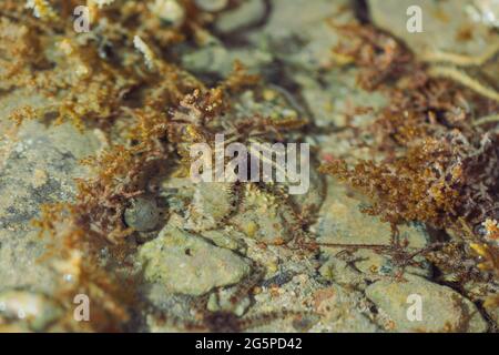 paysage marin à marée basse avec coraux et algues sur pierres Banque D'Images