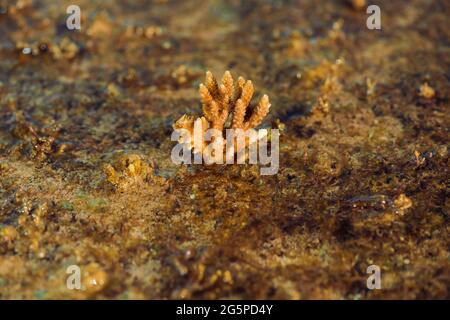 paysage marin à marée basse avec coraux et algues sur pierres Banque D'Images