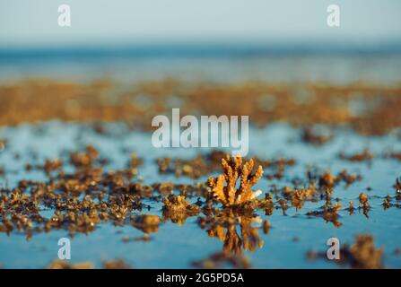 paysage marin à marée basse avec coraux et algues sur pierres Banque D'Images