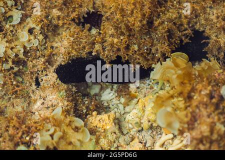 concombre de mer sous l'eau de mer à marée basse avec des coraux et des algues sur des pierres Banque D'Images