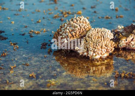 paysage marin à marée basse avec coraux et algues sur pierres Banque D'Images