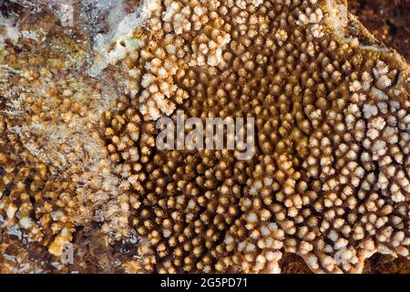 paysage marin à marée basse avec coraux et algues sur pierres Banque D'Images