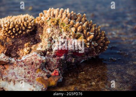 paysage marin à marée basse avec coraux et algues sur pierres Banque D'Images