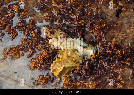 paysage marin à marée basse avec coraux et algues sur pierres Banque D'Images