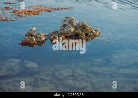 paysage marin à marée basse avec coraux et algues sur pierres Banque D'Images