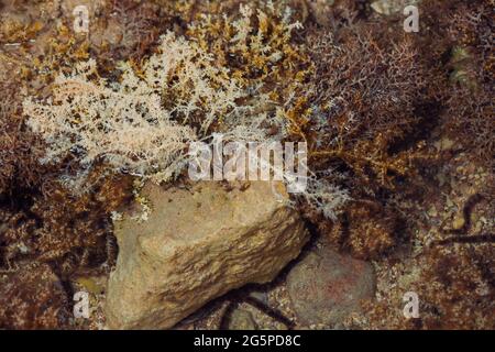 paysage marin à marée basse avec coraux et algues sur pierres Banque D'Images