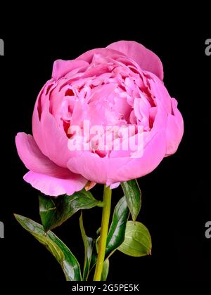 Une spectaculaire fleur de pivoine rose photographiée sur fond noir. C’est une variété appelée ‘Sarah Bernhardt’ Banque D'Images