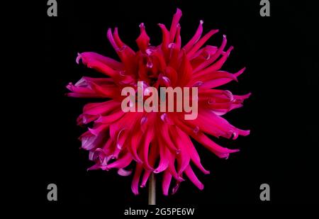 Gros plan d'une fleur de Dahlia Cerise Shaggy. Membres de la famille des Compositae (également appelés Asteraceae), ils proviennent du Mexique et de l'Amérique du Sud. Banque D'Images