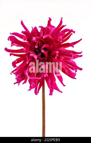 Gros plan d'une fleur de Dahlia Cerise Shaggy. Membres de la famille des Compositae (également appelés Asteraceae), ils proviennent du Mexique et de l'Amérique du Sud. Banque D'Images