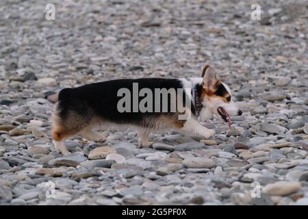 L'adolescent noir gallois corgi pembroke marche sur la plage de galets et aime la vie. Charmant petit berger chien sur la marche a la vue profil de long tronc et de la shor Banque D'Images