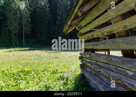 Grange agricole sur un pré vert et un fond forestier dans les Alpes de Salzbourg en autriche Banque D'Images