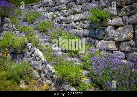 DE - BAVIÈRE: Lavande (Lavandula angustifolia) le long des marches du jardin Banque D'Images