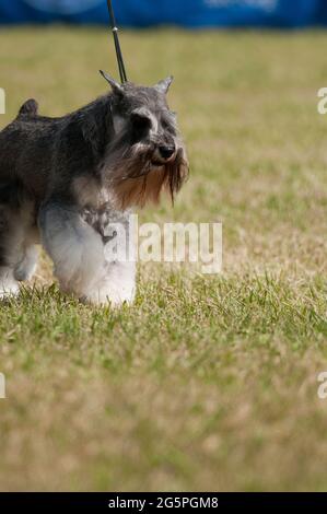 Schnauzer miniature lors d'un spectacle canin à New York Banque D'Images