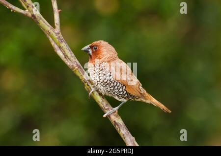 Oiseau, Fuligule de Fuligules (Lonchura punctulata) perçant sur la brousse Banque D'Images