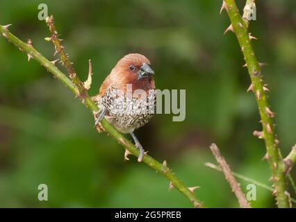 Oiseau, Fuligule de Fuligules (Lonchura punctulata) perçant sur la brousse Banque D'Images