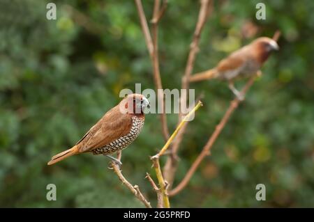 Paire d'oiseaux, une espèce de Munia (Lonchura punctulata) à la poitrine sur la brousse Banque D'Images