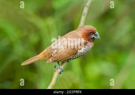 Oiseau, Fuligule de Fuligules (Lonchura punctulata) perçant sur la brousse Banque D'Images