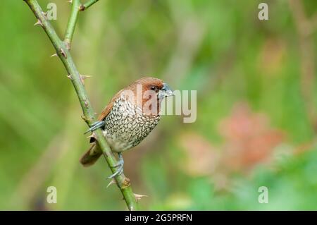 Oiseau, Fuligule de Fuligules (Lonchura punctulata) perçant sur la brousse Banque D'Images