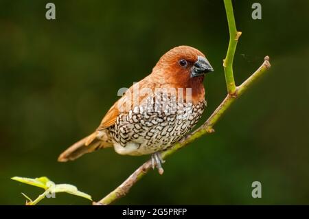 Oiseau, Fuligule de Fuligules (Lonchura punctulata) perçant sur la brousse Banque D'Images