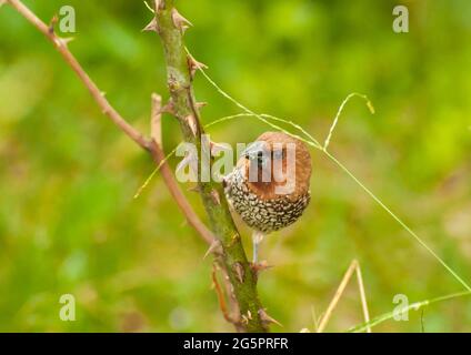 Oiseau, Fuligule de Fuligules (Lonchura punctulata) perçant sur la brousse Banque D'Images