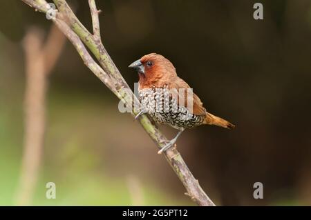 Oiseau, Fuligule de Fuligules (Lonchura punctulata) perçant sur la brousse Banque D'Images