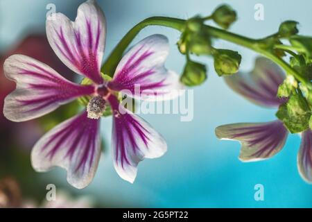 Une fleur de géranium (Pelargonium quercifolium) contre un mur bleu dans un bouquet apporte un peu de nature à l'intérieur. Banque D'Images