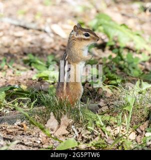 Chipmunk de l'est ( Tamias striatus ) debout sur les pattes arrière dans la vue latérale de l'herbe Banque D'Images