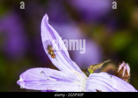 Mouche des fruits sur la pétale de fleur pourpre Campanula Poscharskyana. Macro. Banque D'Images