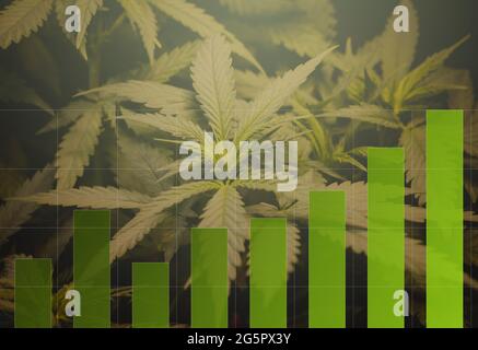 Diagrammes graphiques des indicateurs d'investissement de cannabis et de marijuana. Le concept d'une entreprise ou d'un marché boursier d'exportations de marijuana à des fins médicales. Collage de photos Banque D'Images