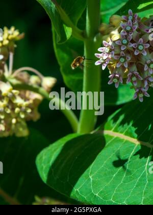 Une mouche d'abeille projette une ombre tout en se nourrissant d'une fleur d'herbe à lait. Banque D'Images