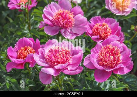 Peony Neon - l'un des plus populaires 'japonais'! Les inflorescences sont de couleur rose-lilas à deux rangées, en forme de tasse. Banque D'Images