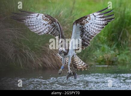 An Osprey (Pandion haliatus) qui arrive à décoller de l'eau avec un gros poisson. Rutland, Royaume-Uni Banque D'Images