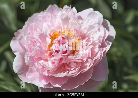 La pivoine Reine de rousse est laiteuse-fleuri avec des fleurs géantes double-forme. Elles sont blanches et crémeuses avec des teintes délicates de rose clair. Banque D'Images