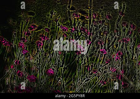 Nombreuses fleurs de Campion de rose dans un jardin Banque D'Images