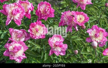 Peony Bark Stubbs - de magnifiques fleurs en forme d'anémone qui ressemblent à une soucoupe à pourpre rose, composée des pétales inférieurs, courbées à angles droits, et Banque D'Images