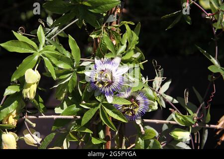 Fleur de passionflower bleue (Passiflora caerulea) dans le jardin, Allemagne Banque D'Images