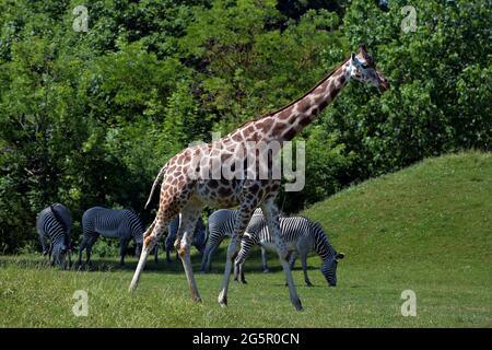 29 juin 2021, Dvur Kralove nad Labem, République Tchèque: Zèbres et girafe Profitez du temps ensoleillé au Safari Park Dvur Kralove nad Labem en République Tchèque (Credit image: © Slavek Ruta/ZUMA Wire) Banque D'Images