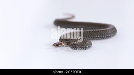 Serpent commun à col annulaire isolé sur fond blanc Banque D'Images