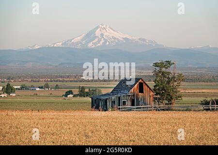 Une ferme de l'époque de la dépression qui a été longtemps abandonnée par ses propriétaires, dans un champ de blé près de Culver, Oregon. Le mont Jefferson est en arrière-plan. Banque D'Images