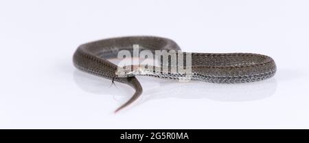 Serpent commun à col annulaire isolé sur fond blanc Banque D'Images