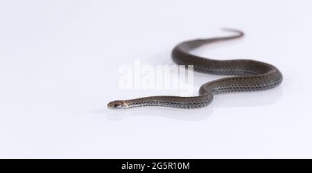 Serpent commun à col annulaire isolé sur fond blanc Banque D'Images