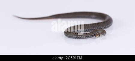 Serpent commun à col annulaire isolé sur fond blanc Banque D'Images