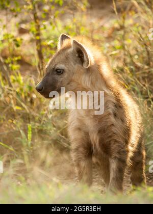 Un hyena cub, Crocuta crocuta, d'environ un an, dont la manie est rétroéclairé par la lumière de l'après-midi, dans le Parc National Kruger, Afrique du Sud Banque D'Images