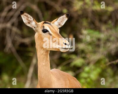 Mug photo d'un impala, Aepyceros melampus, brebis regardant vers le côté, dans le Parc National Kruger d'Afrique du Sud Banque D'Images