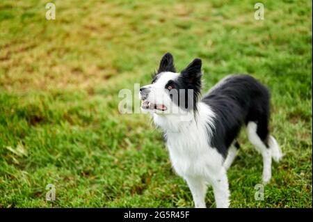 Beau chien Border Collie pendant l'entraînement d'obéissance à l'extérieur Banque D'Images