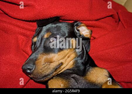 Jeune Dachshund sur le rouge 9078 Banque D'Images