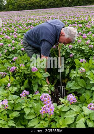 Luffness mains Farm, East Lothian, Écosse, Royaume-Uni, 29 juin 2021. Première nouvelle culture locale de pommes de terre : les pommes de terre Maris Peer éclatent en fleur, prêtes pour la récolte. Les espèces plus récentes sont produites pour ne pas avoir de fleurs, donc pour ne pas semer à la prochaine récolte. Le directeur de l'exploitation, Geert Knottenbelt, digère une section pour estimer le rendement. La ferme est l'un des plus grands fournisseurs de pommes de terre aux supermarchés dans le comté Banque D'Images