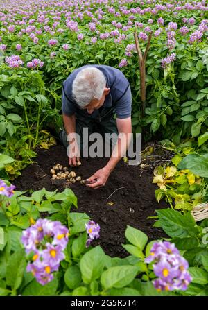 Luffness mains Farm, East Lothian, Écosse, Royaume-Uni, 29 juin 2021. Première nouvelle culture locale de pommes de terre : les pommes de terre Maris Peer éclatent en fleur, prêtes pour la récolte. Les espèces plus récentes sont produites pour ne pas avoir de fleurs, donc pour ne pas semer à la prochaine récolte. Le directeur de l'exploitation, Geert Knottenbelt, digère une section pour estimer le rendement. La ferme est l'un des plus grands fournisseurs de pommes de terre aux supermarchés dans le comté Banque D'Images