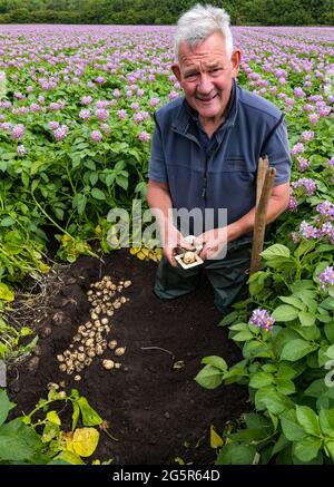 Luffness mains Farm, East Lothian, Écosse, Royaume-Uni, 29 juin 2021. Première nouvelle culture locale de pommes de terre : les pommes de terre Maris Peer éclatent en fleur, prêtes pour la récolte. Les espèces plus récentes sont produites pour ne pas avoir de fleurs, donc pour ne pas semer à la prochaine récolte. Le directeur de l'exploitation, Geert Knottenbelt, digère une section pour estimer le rendement. La ferme est l'un des plus grands fournisseurs de pommes de terre aux supermarchés dans le comté. Les nouvelles pommes de terre doivent être inférieures à 45 mm de sorte que Geert les mesure pour vérifier leur taille Banque D'Images